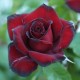 Trandafir teahibrid Schwarze Madona Rna